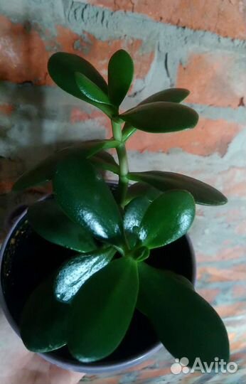 Лучший подарок - Денежное дерево (крассула, толс