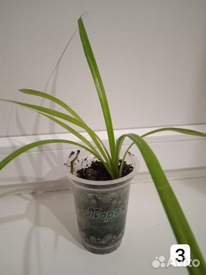 Пальма панданус