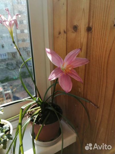 Зефирантес выскочка