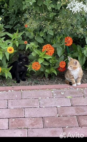 Котики бесплатно в добрые руки