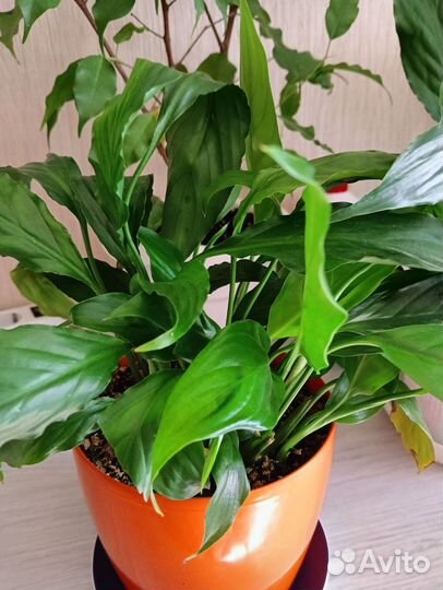 Спатифиллум