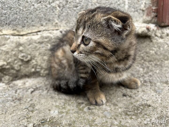 Вислоухие котята