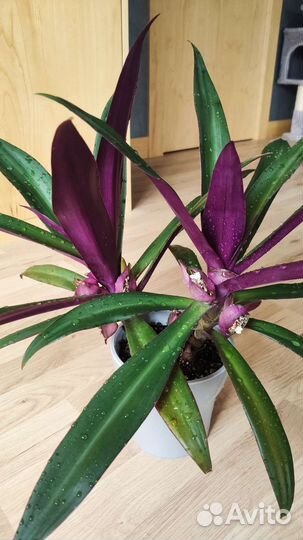 Хлорофитум Орандж, Традесканция Рео