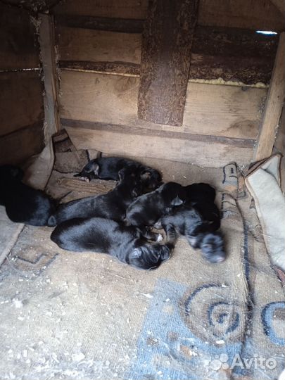 Щенки немца