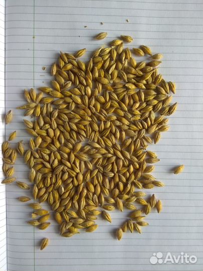 Овес.Горох. Ячмень.Пшеница.Лён.Семена