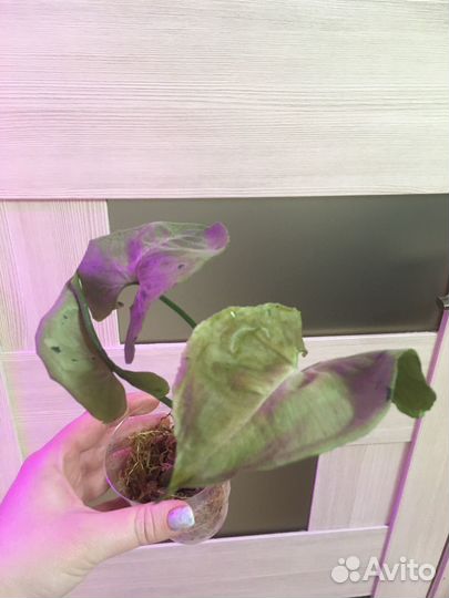 Сингониум, гинура