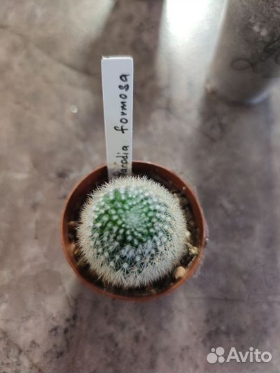 Кактусы и крассулы