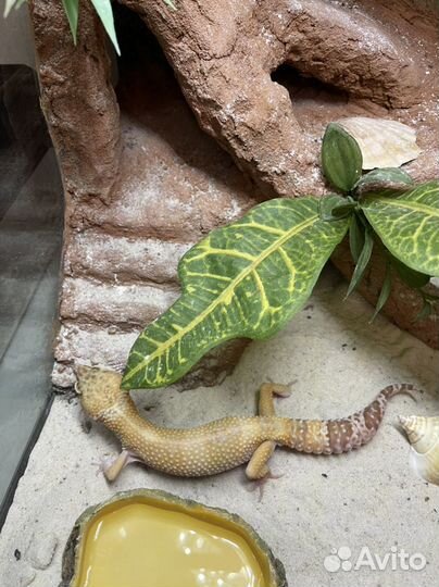 Эублефар с террариумом