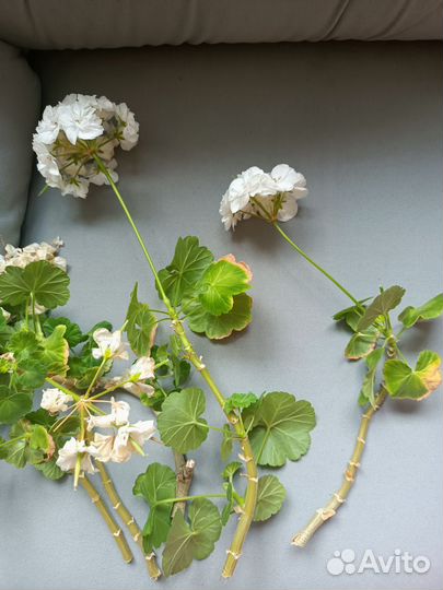 Пеларгония герань