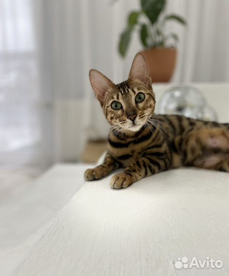 Бенгальская кошка