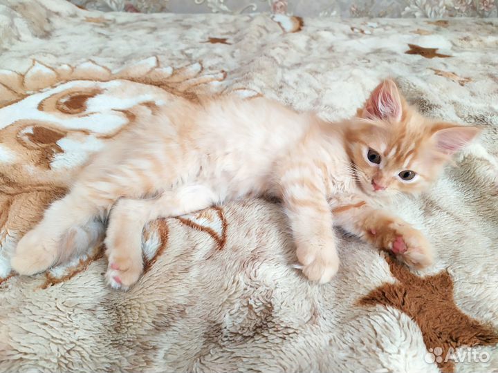 Отдам кошечку