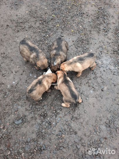 Щенки в добрые руки