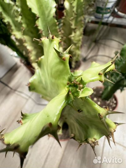 Эуфорбия вариегатная