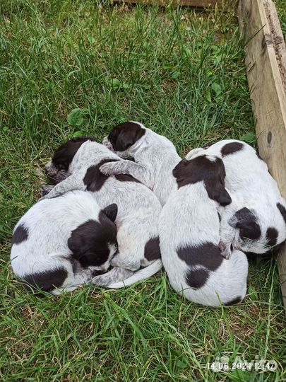 Продам щенков Дратхаар