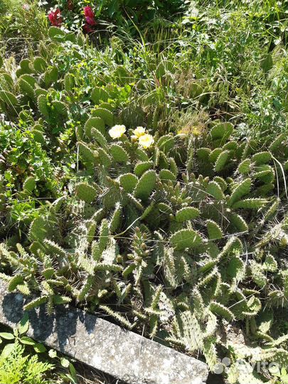 Кактус уличный цветёт ежегодно отдам