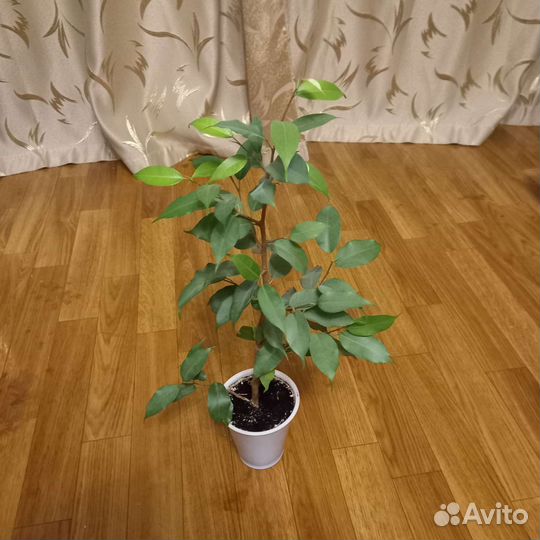 Фикус бенджамина