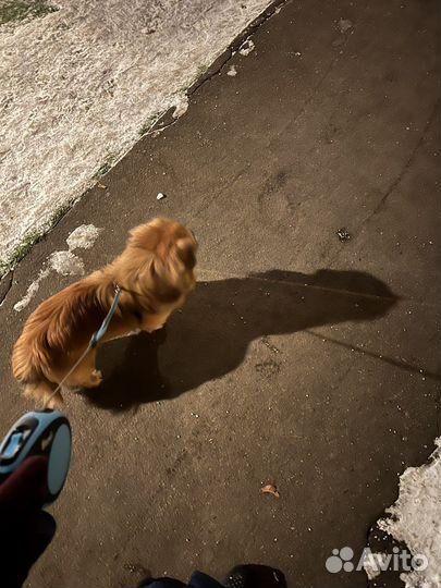 Выгул собак