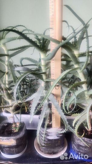 Алоэ столетник лечебный