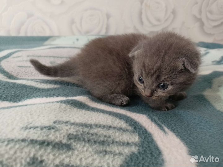 Британские котята вислоухие