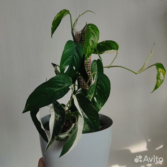 Филодендрон Эпипремнум
