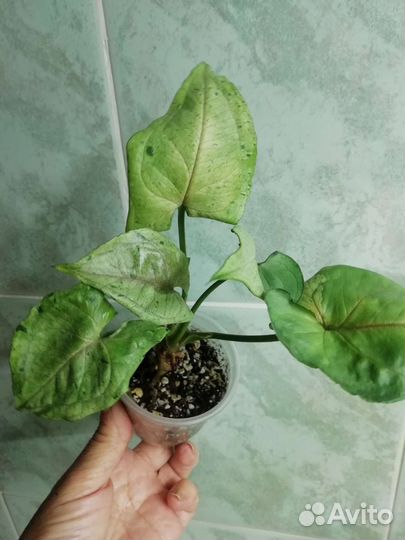 Сингониумы