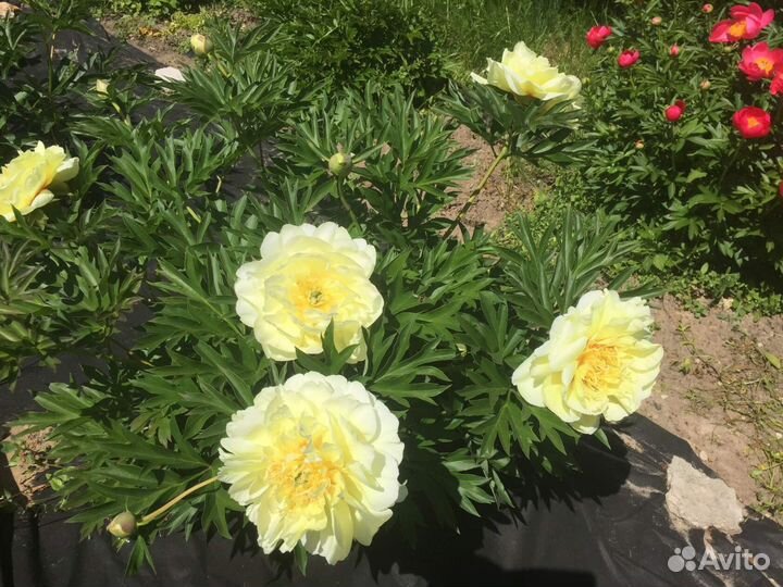 Пион Бартзелла