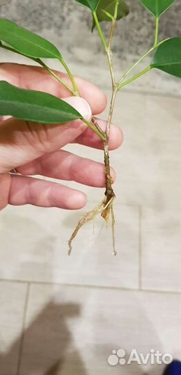 Фикус бенджамина