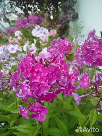 Флоксы многолетние сортовые