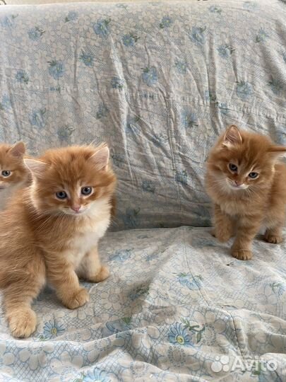 Котята