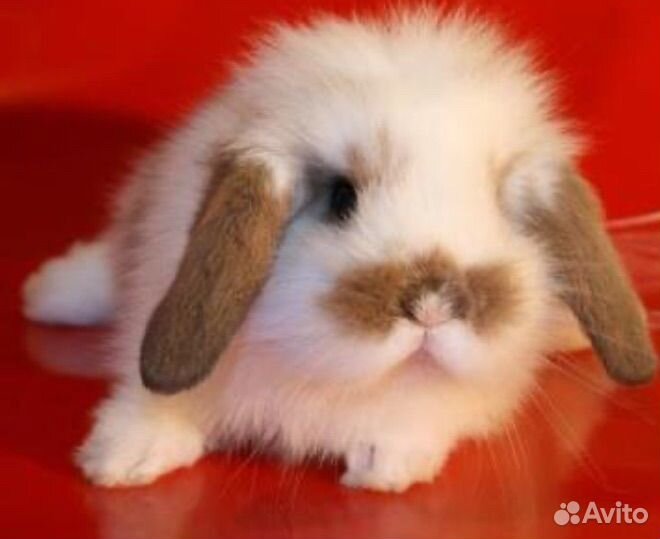 Карликовые декоративные кролики