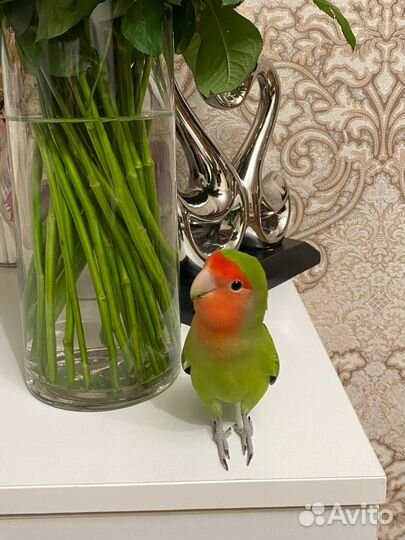 Попугай неразлучник