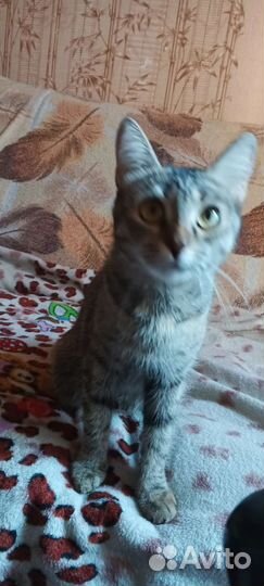 Отдам кошку в добрые руки