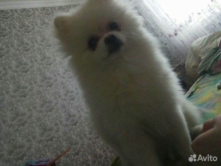 Померанский шпиц вязка