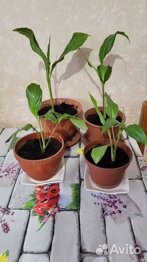 Спатифиллум