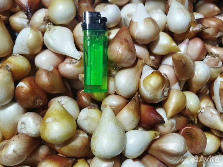 Луковицы тюльпанов