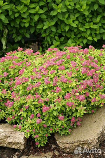 Спирея японская