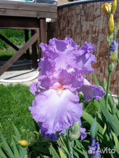 Ирисы бородатые