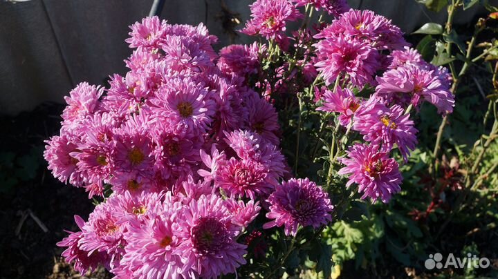 Хризантемы