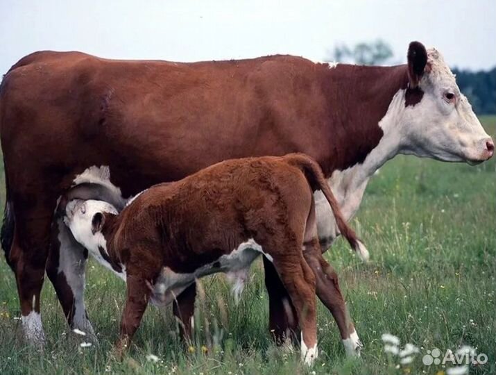 Сельхоз животные