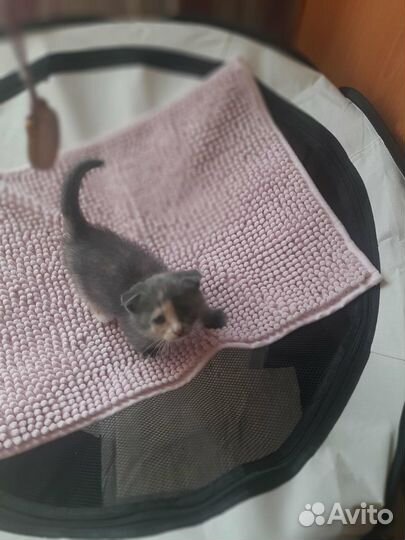 Которебёнок