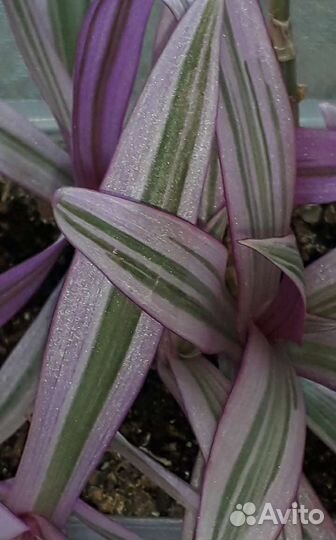 Тралесканция Розовая сирень. И другие