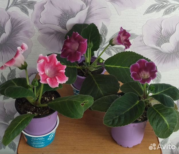 Глоксинии цветущие