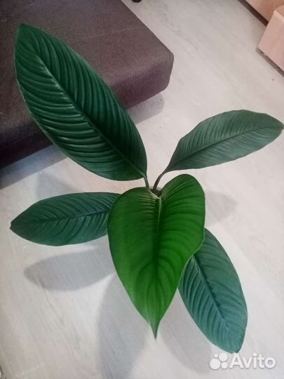 Спатифиллум сенсация