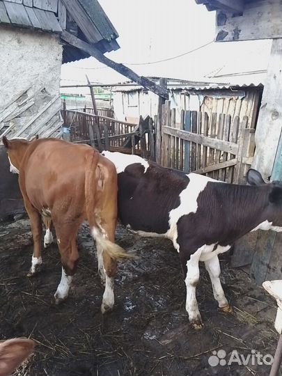 Домашние животные