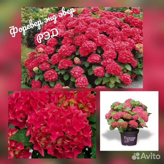 Гортензия саженцы