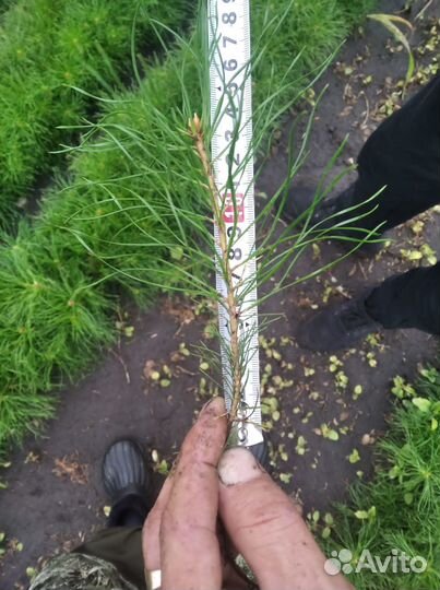 Сеянцы сосны обыкновенной