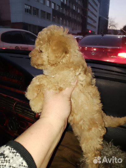 Той-пудель девочка