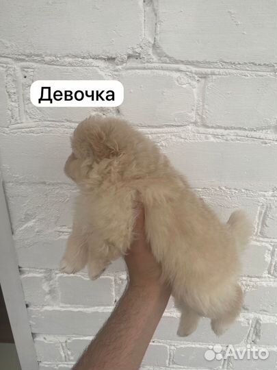 Померанский шпиц