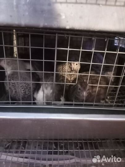 Яйца перепелиные инкубационное