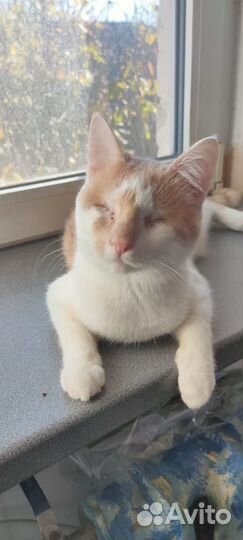 Ищет дом особенный котик Абрикос